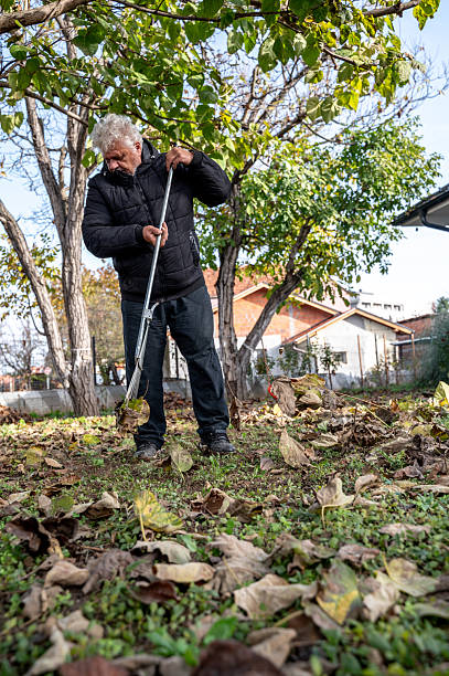 istock Collecting leaves in the yard 2248910364
