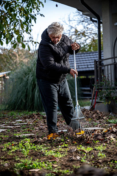 istock Collecting leaves in the yard 2248910502