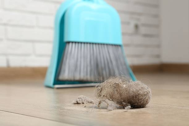 istock Dust bunny, dustpan and broom on floor indoors, closeup 2248910991