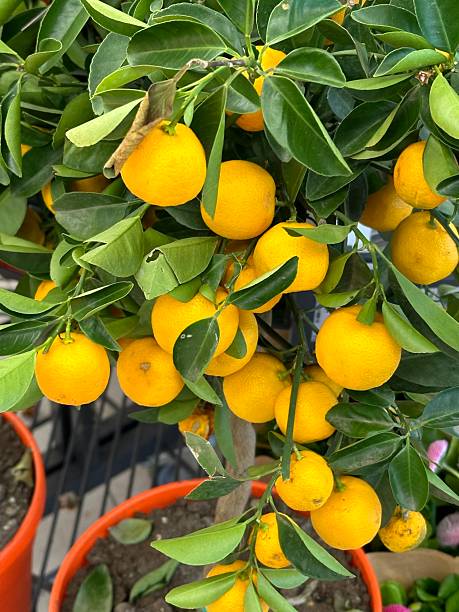 istock Orange Fruits in a Pot 2248911156
