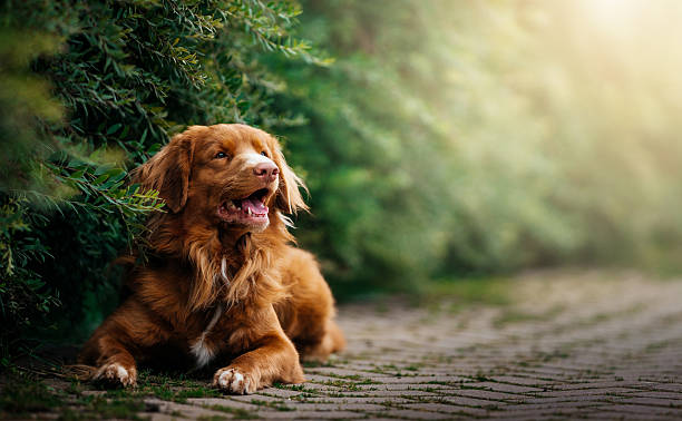 istock Nova Scotia Duck Tolling Retriever Lying on Path by Green Bushes. 2248915728