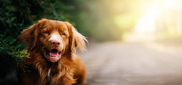 istock Nova Scotia Duck Tolling Retriever Walking on Path in Sunlight. 2248915730