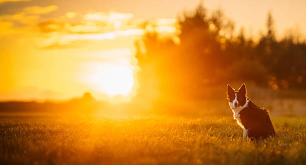 istock Border Collie Sitting in Golden Sunset Field. 2248915768