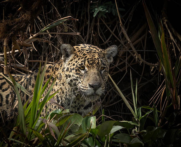 istock A jaguar (Panthera onca) half-hidden, looking out for prey 2248920520