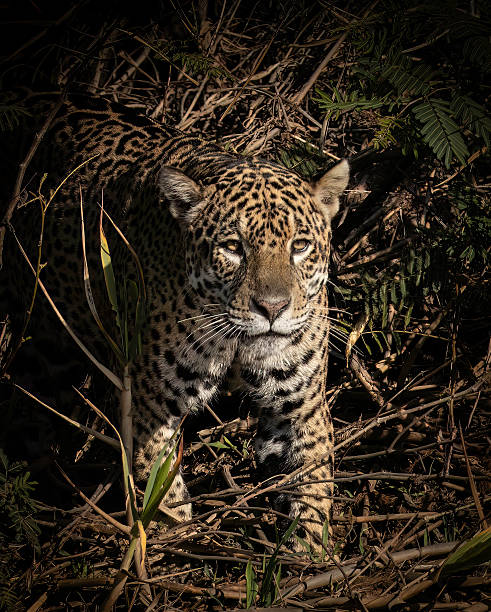 istock A jaguar (Panthera onca) half-hidden, looking out for prey 2248920589