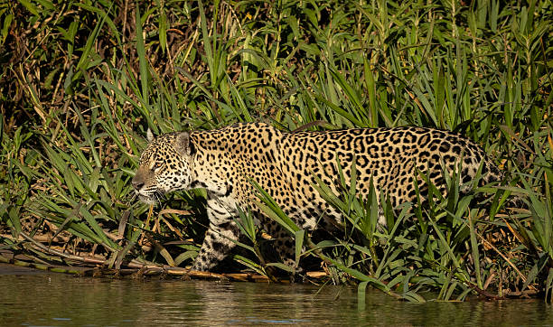 istock A  Jaguar (Panthera onca) walking along the river edge 2248920600