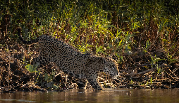 istock A male Jaguar (Panthera onca) entering the water from the river edge 2248920616