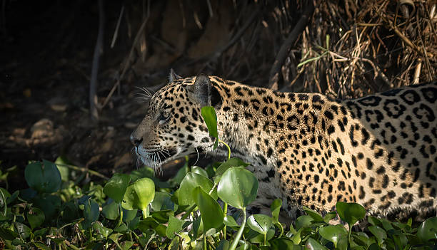 istock A jaguar (Panthera onca) hiding amongst water hyacinth, looking out for prey 2248920651