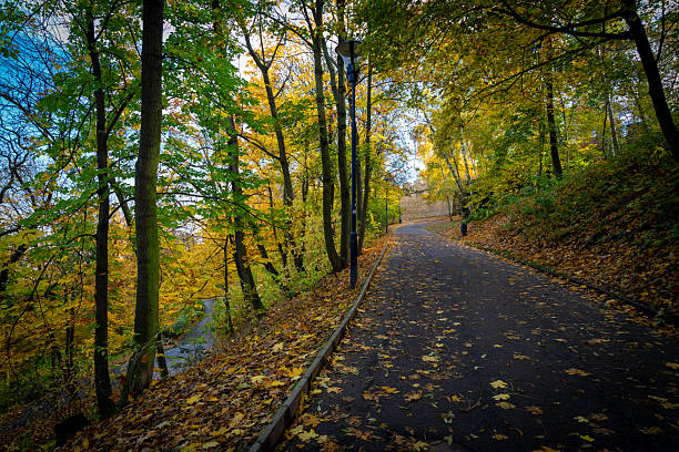 Asphalt path winds through a park in prague, czech republic, trees displaying vibrant fall foliage with golden and green leaves covering the landscape, creating a serene autumn scene
