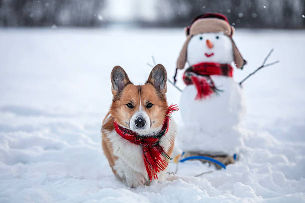 istock cute dog pulling snowman in sleigh in winter christmas garden 2248922257
