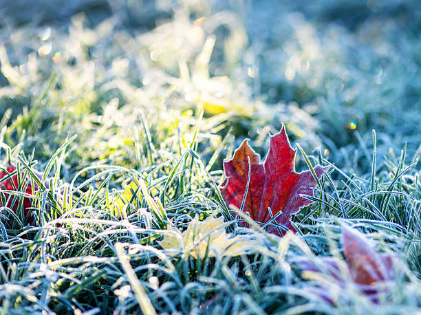 istock Artistic autumn landscape with maple leaves lying on the grass covered with blue shiny crystals of hoarfrost on a frosty morning in the park 2248922962