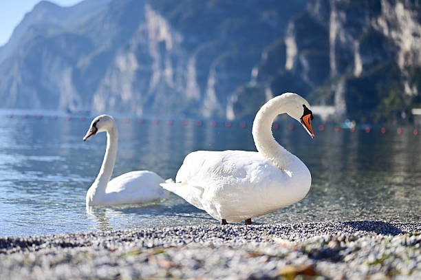 Two swans standing and swimming by a tranquil lake with mountains under blue sky