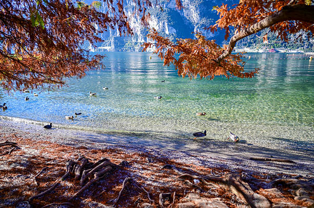 Ducks swimming in clear water of lake garda framed by autumn leaves and cypress roots