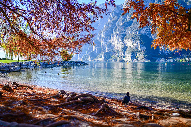 Autumn cypress branches over lake garda shore with mountains and a bird
