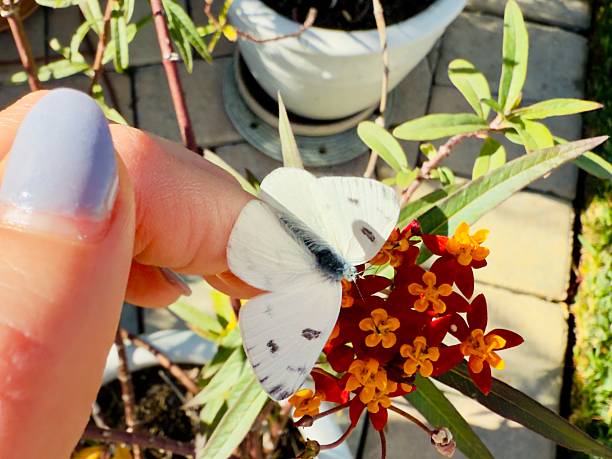 The White Butterfly resting on the hand, couldn’t fly away. Feels safe in the hand. But getting ready to fly away. Takes a little time until is becoming confident to fly. And still couldn’t. So got it to rest on the flower. Ate some pollen got power and flew away. Located in Corona California.