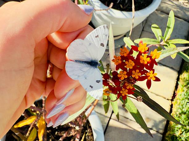 The White Butterfly resting on the hand, couldn’t fly away. Feels safe in the hand. But getting ready to fly away. Takes a little time until is becoming confident to fly. And still couldn’t. So got it to rest on the flower. Ate some pollen got power and flew away. Located in Corona California.