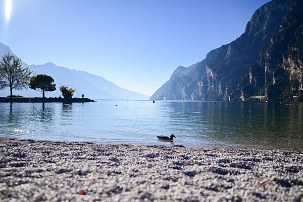 Duck swimming on clear water with a rocky beach and towering mountains