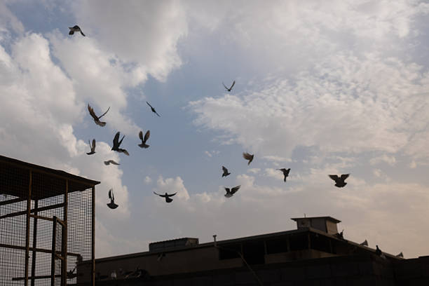 A flock of birds flying against a cloudy sky, with buildings in the background