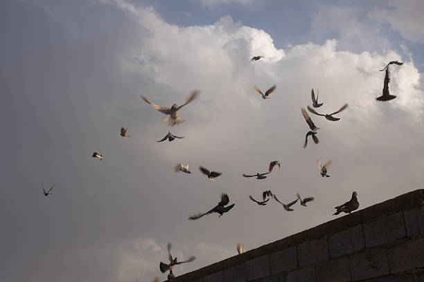 istock Flock of birds flying against a cloudy sky 2248923619