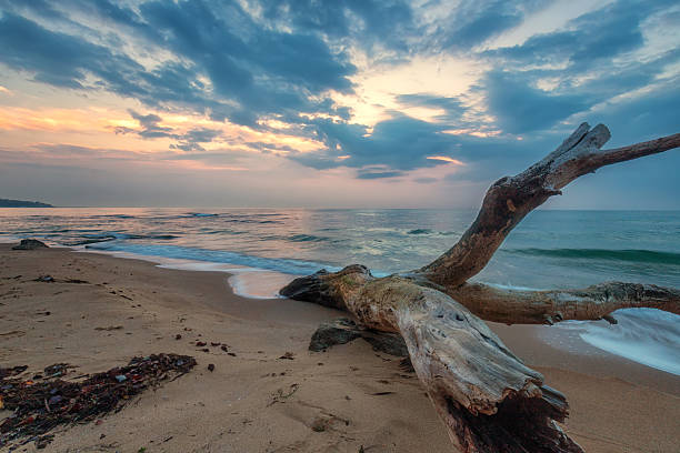 istock Sunrise and deadwood 2248925029