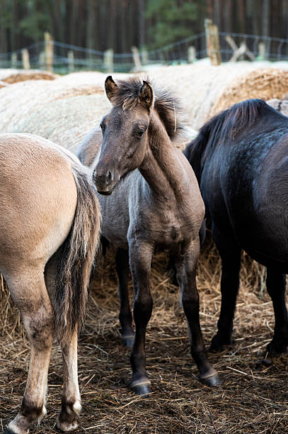 istock A Polish horse grazing in a forest in a herd. Selective focus. 2248925414