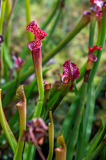 istock Carnivorous flower growing in the garden in summer, selective focus. 2248925483