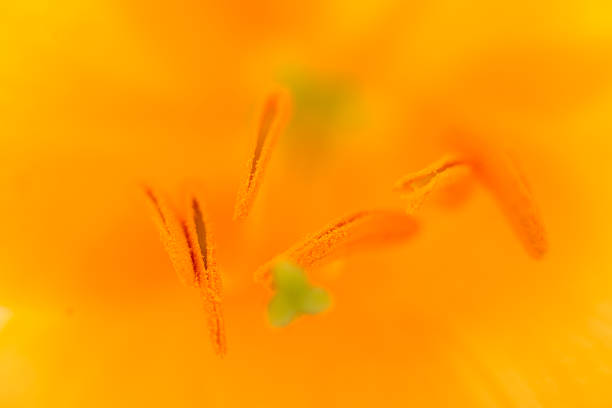 Macro view of flower stamens in soft bright orange tones. Shallow depth of field and delicate pollen details in a studio close-up.