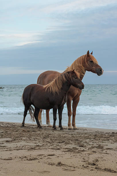 Two horses standing at the beach in freedom