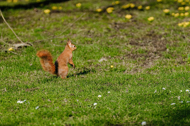 A squirrel is sitting on the ground in a grassy area. The squirrel is brown and has a bushy tail