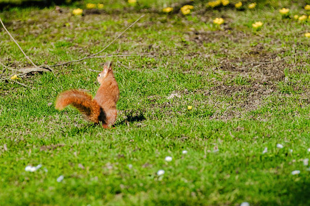 A squirrel is sitting on the ground in a grassy area. The squirrel is brown and has a bushy tail