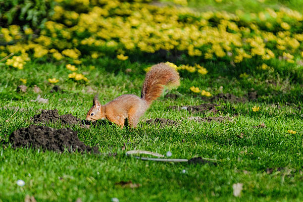 A squirrel is sitting on the ground in a grassy area. The squirrel is brown and has a bushy tail