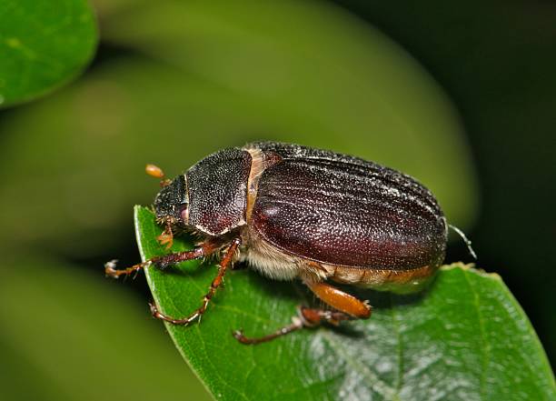istock June bug Phyllophaga May beetle insect eating oak leaf. 2248930586