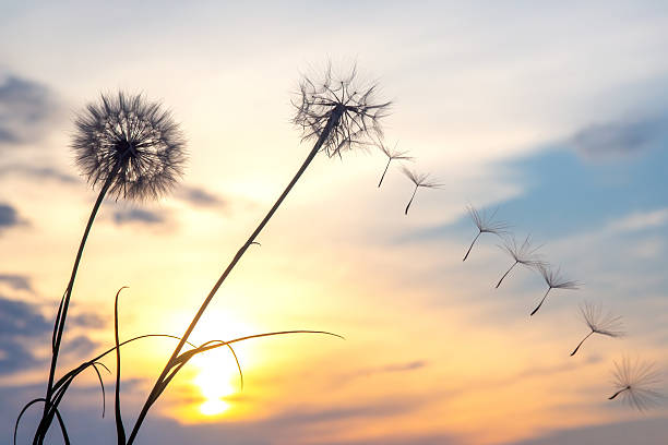 istock Sunset over dandelions with seeds drifting in the breeze on a serene evening 2248931334