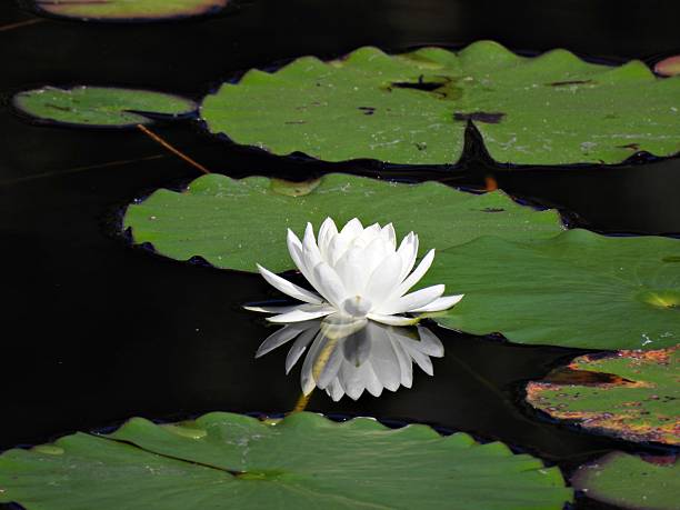 istock Tropical Water Lily (Nymphaea) - white flower 2248935969