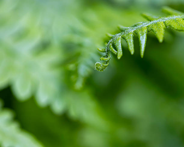 Flowers, grasses, leaves, ferns, garden, wildflowers, of spring and summer.