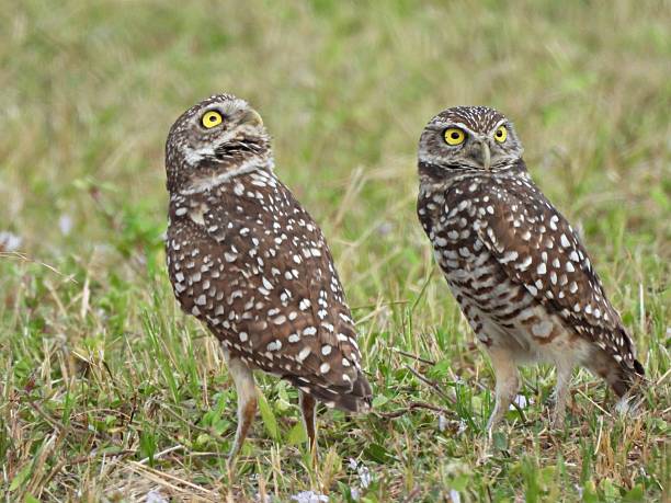 istock Burrowing Owls - (Athene cunicularia) - in an uncultivated area 2248935985