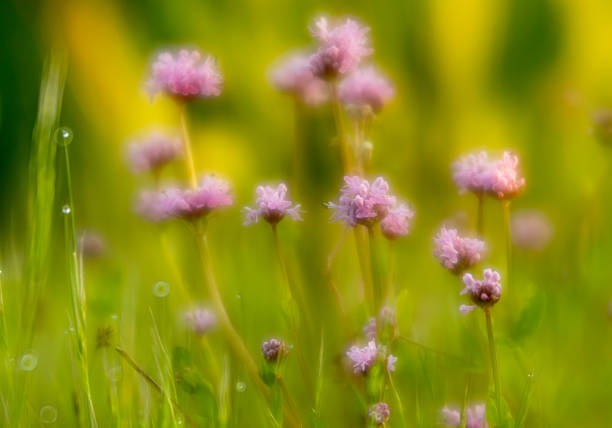Flowers, grasses, leaves, ferns, garden, wildflowers, of spring and summer.