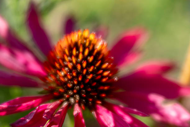 Echinacea