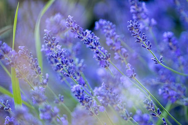 istock Garden Flower and Botanicals 2248936100