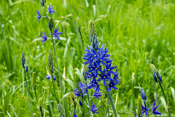 Flowers, grasses, leaves, ferns, garden, wildflowers, of spring and summer.
