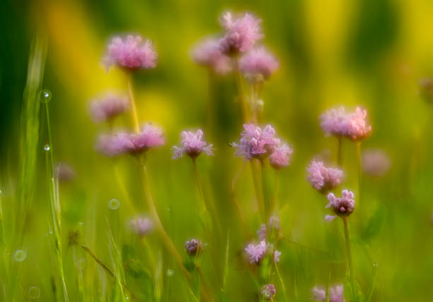 Flowers, grasses, leaves, ferns, garden, wildflowers, of spring and summer.