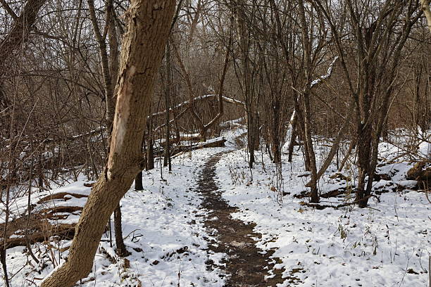 Winding Forest Trail Covered in Snow and Mud Through Bare Winter Trees