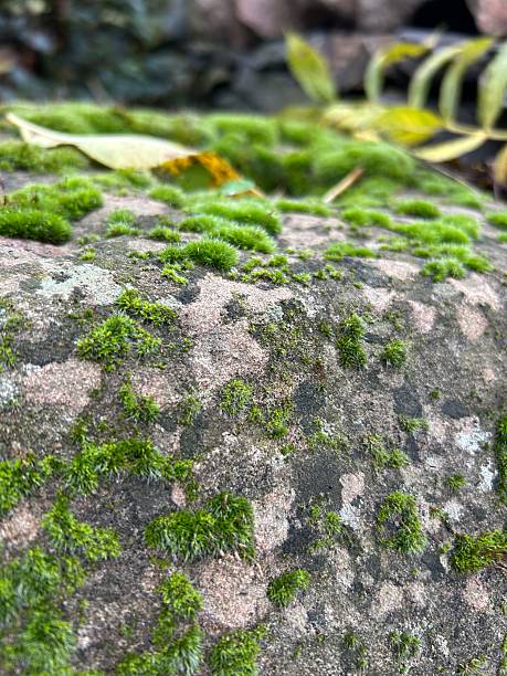 istock Close-Up Of Bright Green Moss On Rock Surface 2248940436