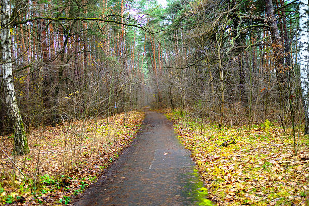 istock Golden Autumn Forest with Wet Leaves 2248944307