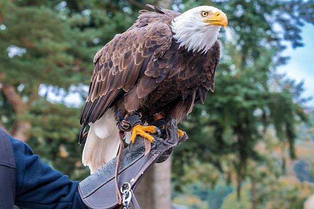 istock eagle on hand, calm trainer holding majestic eagle with intense stare and intricate feather patterns 2248944634