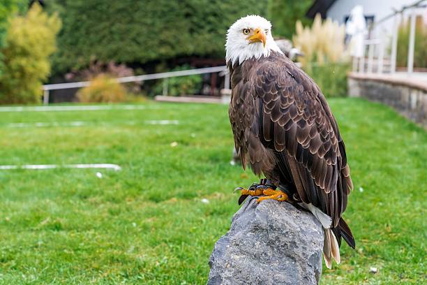 bald eagle perched on rock in open lawn, white head and powerful talons contrasting green grass, regal stance and sharp beak visible, tranquil outdoor exhibit