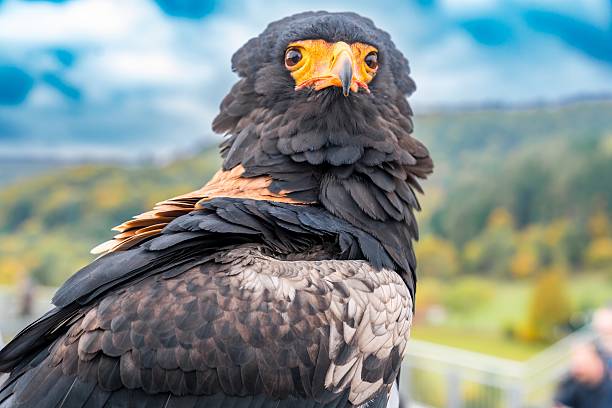 Profile of Hawk