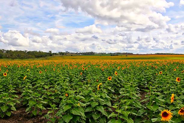 istock Beautiful Sunflower Field 2248946580