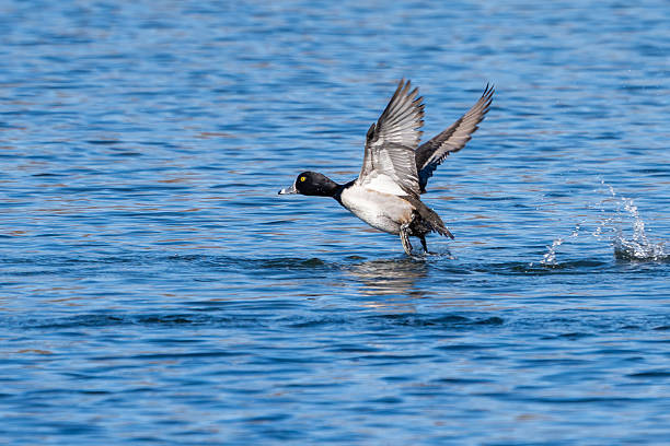 istock A male ring-necked duck taking off from a pond 2248947912