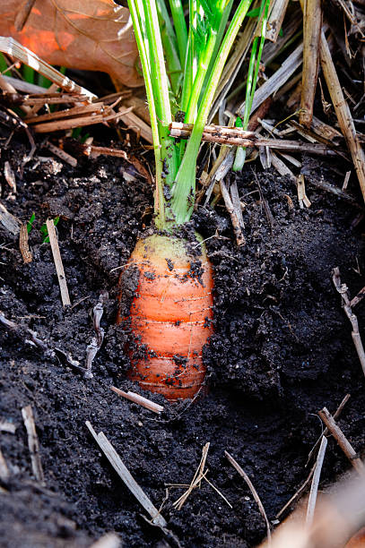 istock A side view of an orange carrot growing in dirt 2248951048